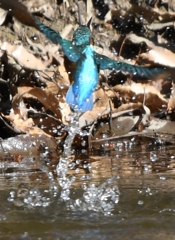 Diving scene of today's kingfisher