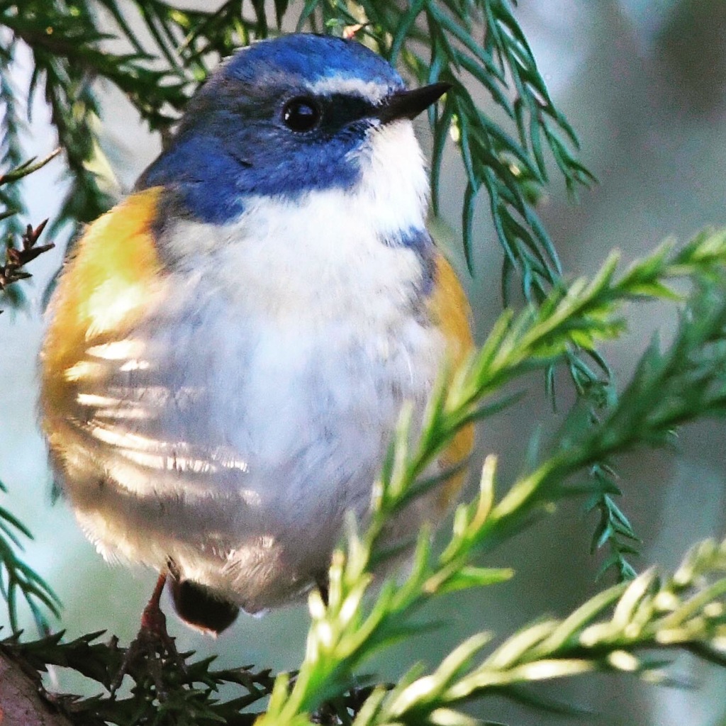 ルリビタキ (=^・^=)