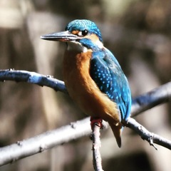 初撮りカワセミさん (^^♩