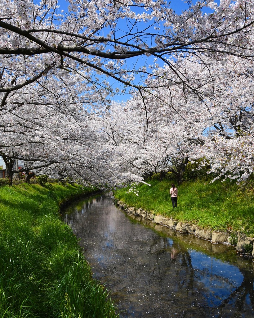 桜 ☆(^^)☆