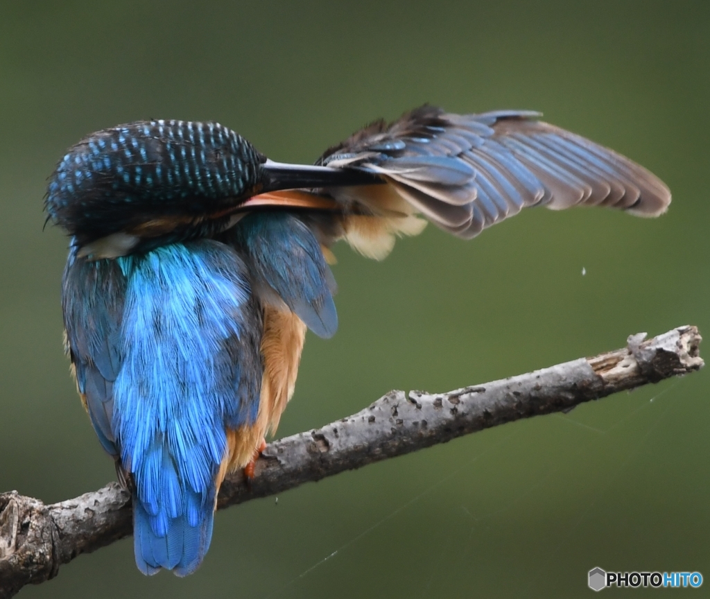 ブルーウイング (^^)/~~~。