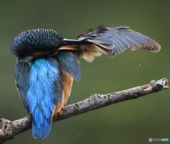 ブルーウイング (^^)/~~~。