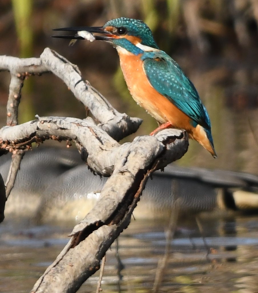 これからは君の池みたいだね (''◇'')ゞ。