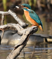 これからは君の池みたいだね (''◇'')ゞ。