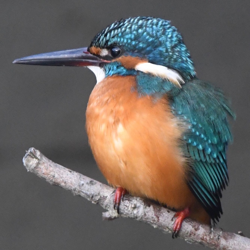 カワセミ (''◇'')ゞ