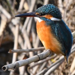 カワセミ (''◇'')ゞ