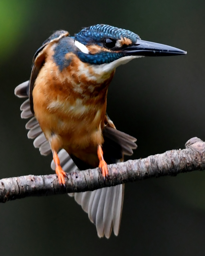 むむむむむむ～っ、('◇')ゞ。