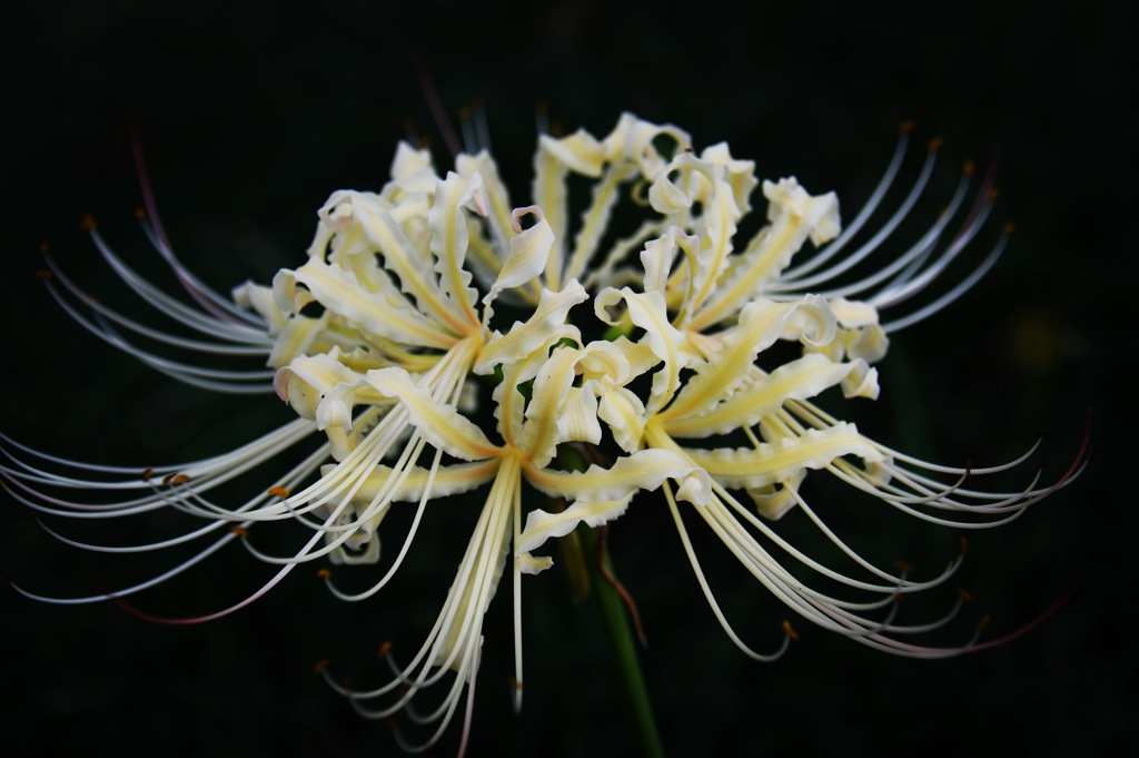 今年も咲きました (^^♪。