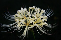 今年も咲きました (^^♪。