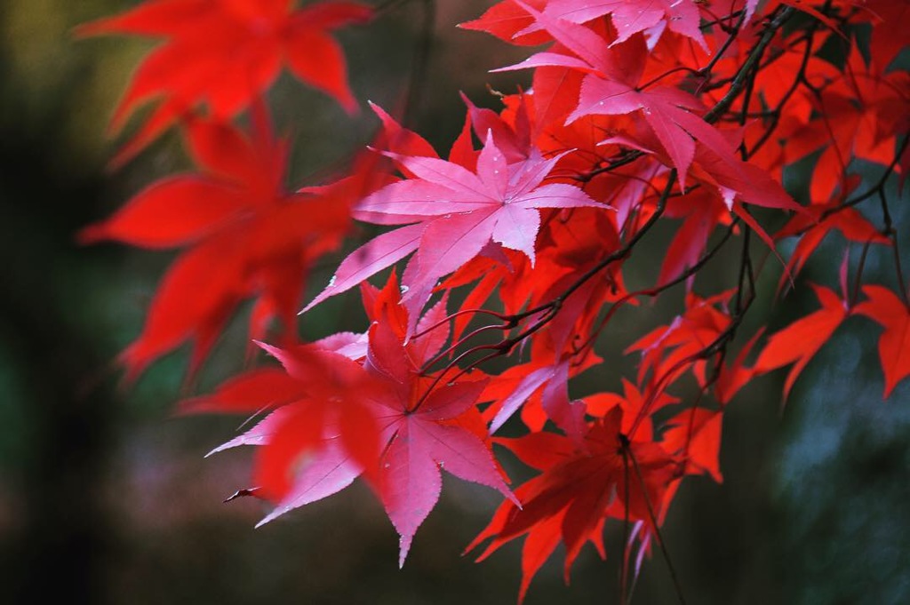 平林寺の紅葉