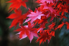 平林寺の紅葉