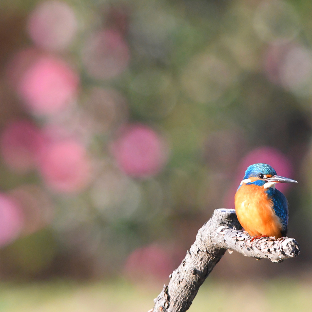カワセミ (''◇'')ゞ