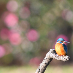 カワセミ (''◇'')ゞ