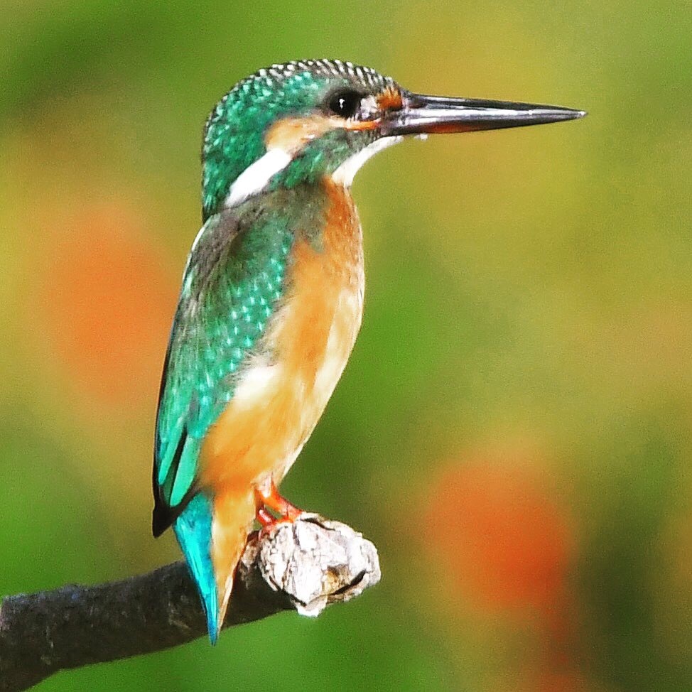 カワセミ (((o(*ﾟ▽ﾟ*)o)))♡