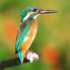 カワセミ (((o(*ﾟ▽ﾟ*)o)))♡