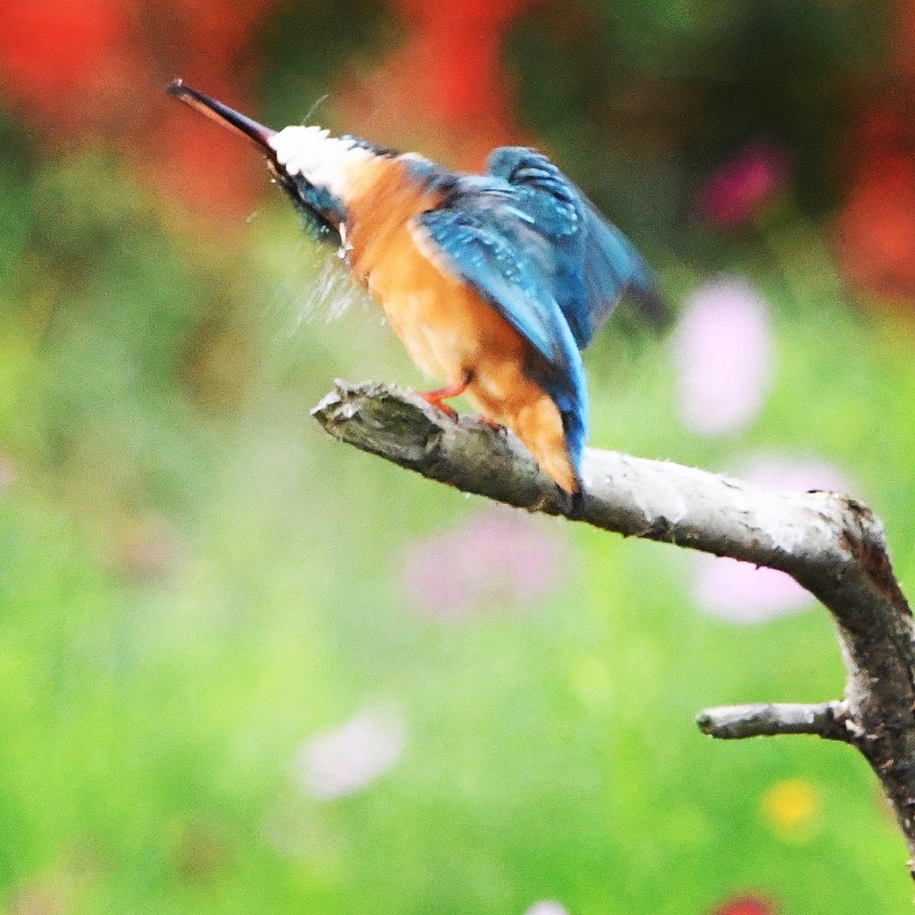 カワセミ (^^♪。