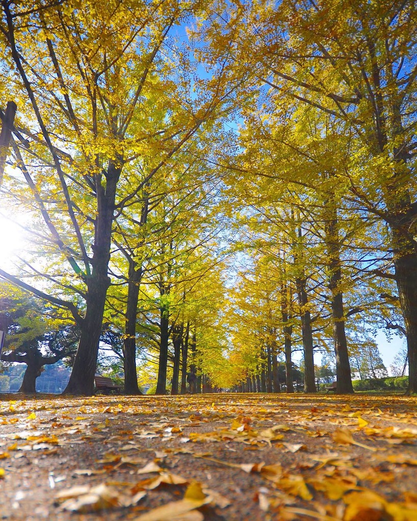 国営昭和記念公園