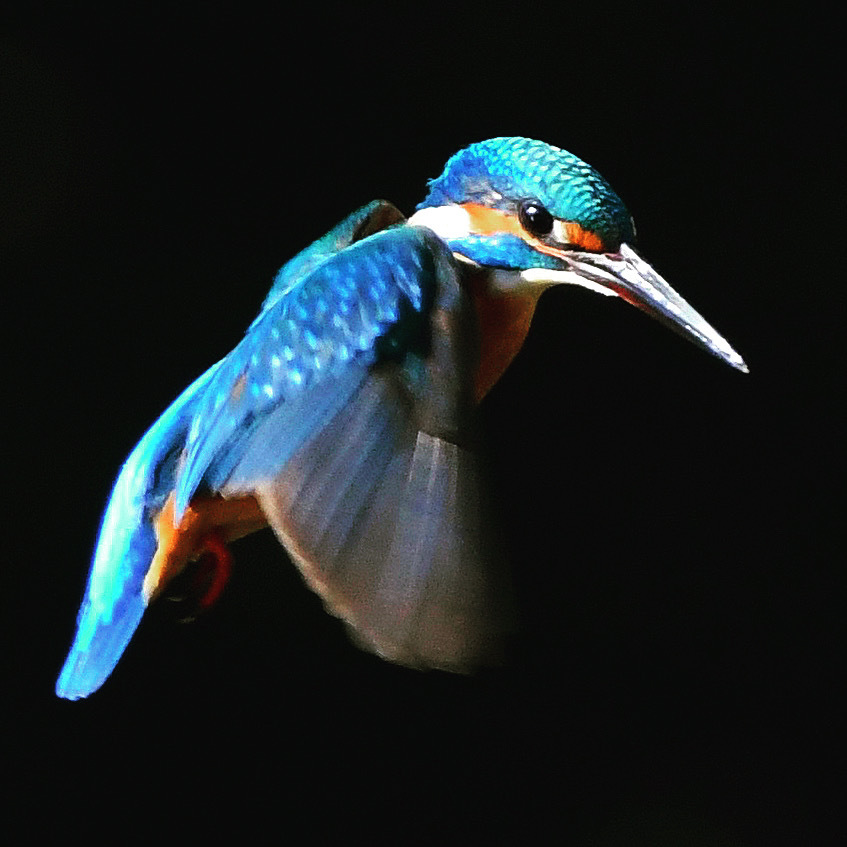 ホバリング ☆(^^)☆