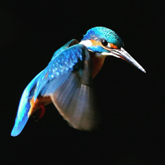 ホバリング ☆(^^)☆