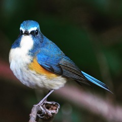 ルリビタキ (=^・^=)