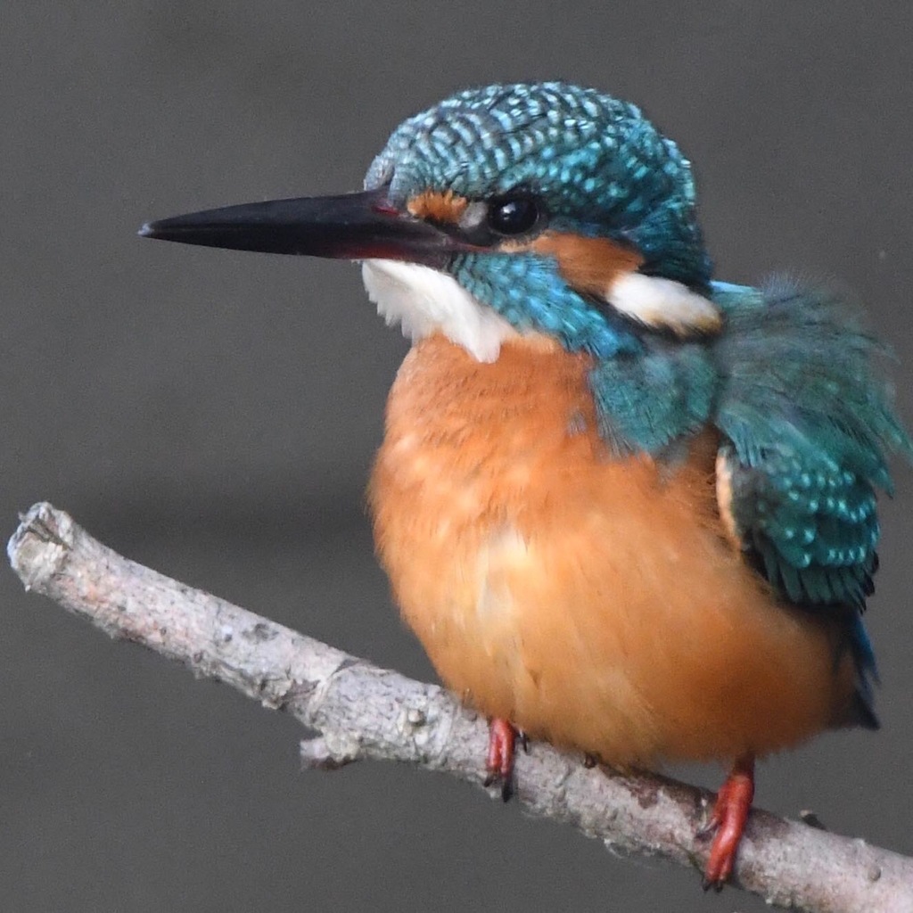 カワセミ (''◇'')ゞ