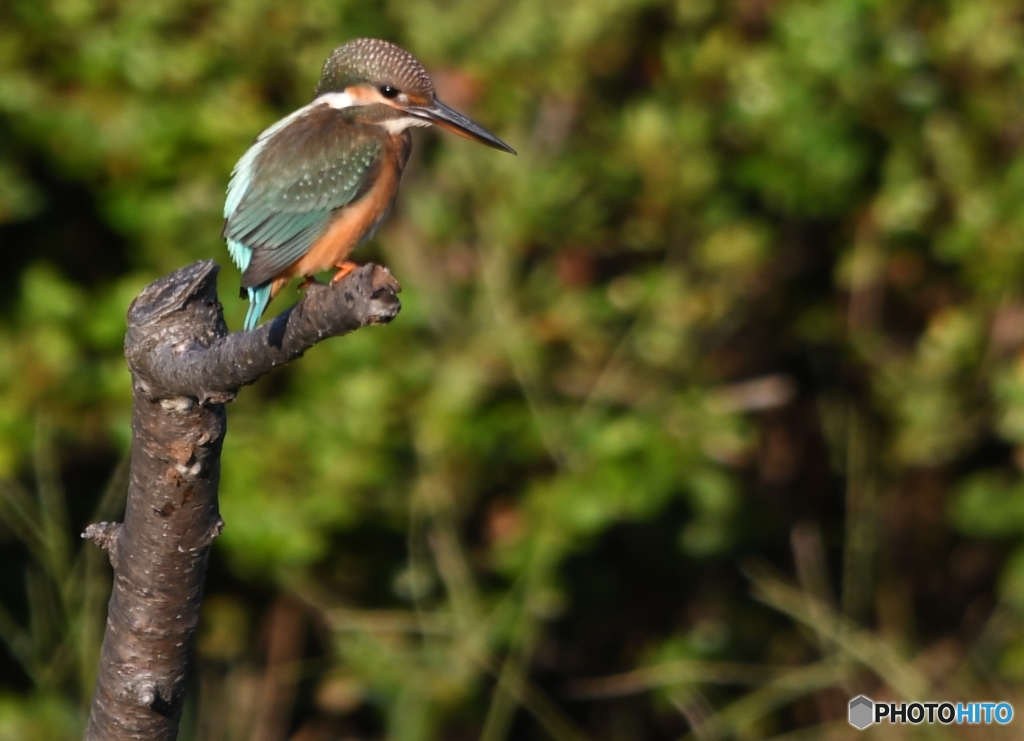 ダイブ編 その①　お腹空いたな～っ。