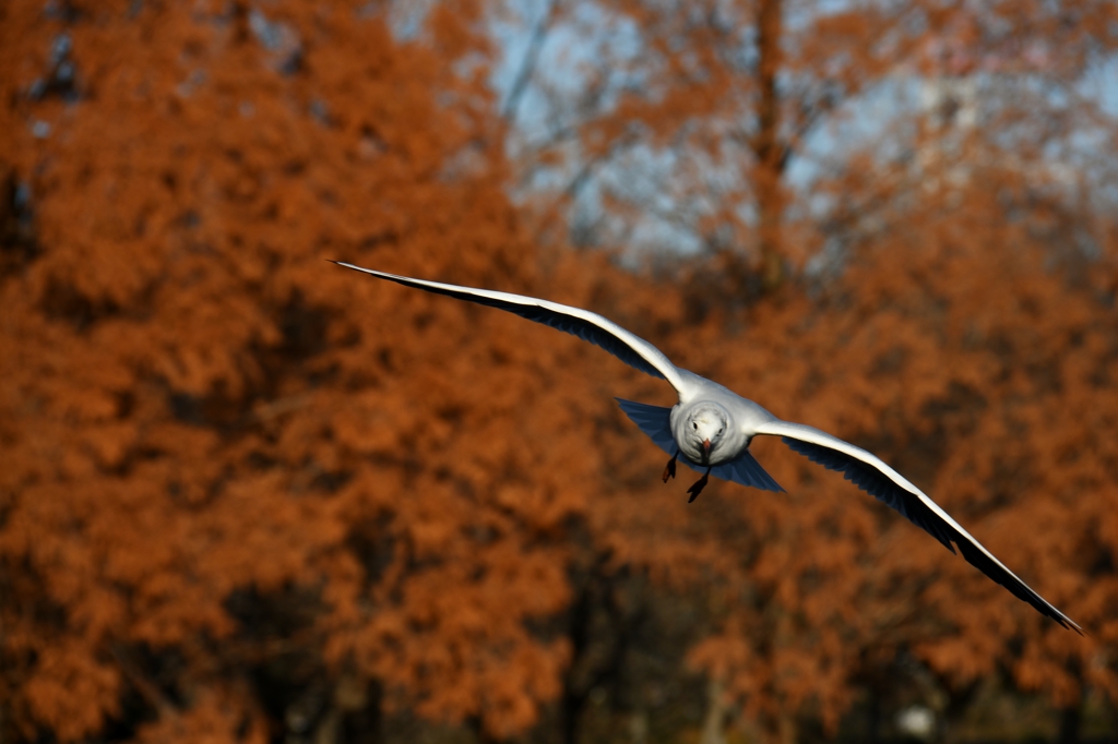 なかなか優雅に飛んでくれます (''◇'')ゞ。