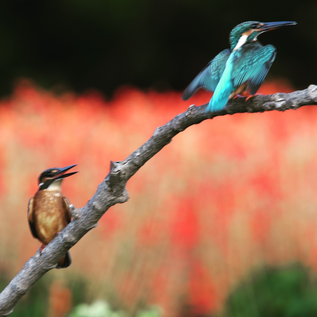 I Love You (((o(*ﾟ▽ﾟ*)o)))♡。