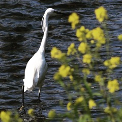 コサギさんいつもいますね～♪。