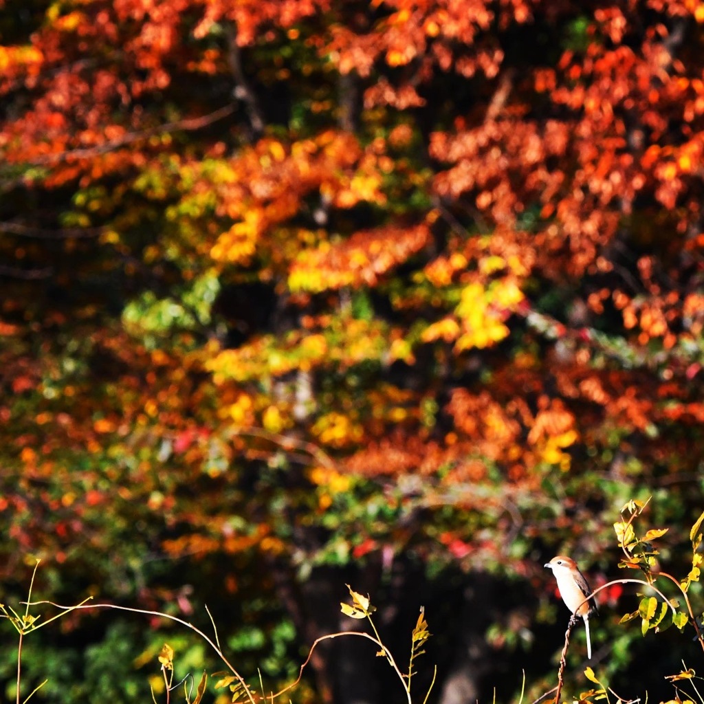 モズさん (=^・^=)