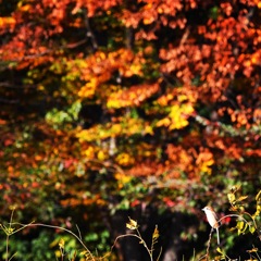 モズさん (=^・^=)