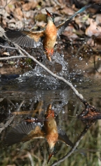 Diving scene of today's kingfisher