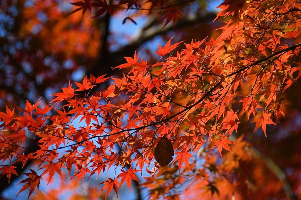 中院の紅葉