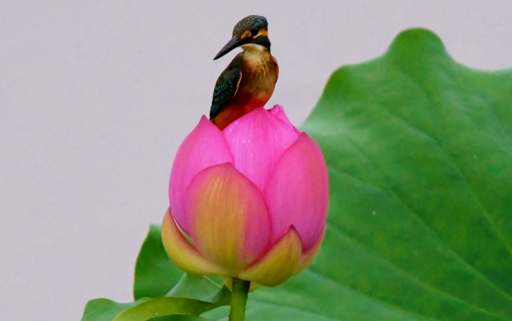 久々のカワセミさん ('◇')ゞ。