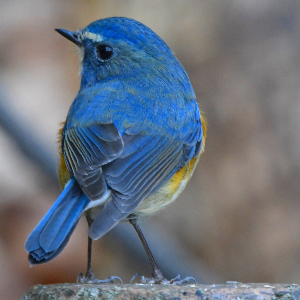 ルリビタキ (^^♪