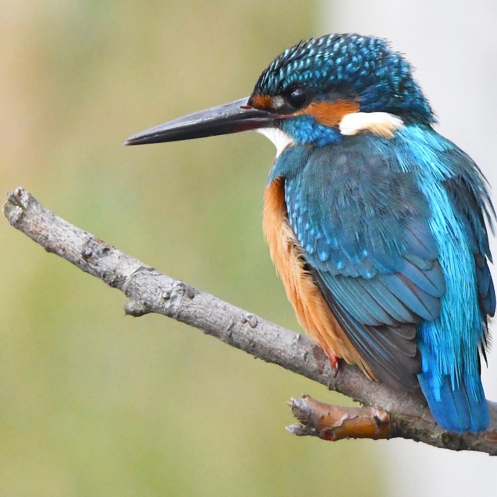 カワセミ (''◇'')ゞ