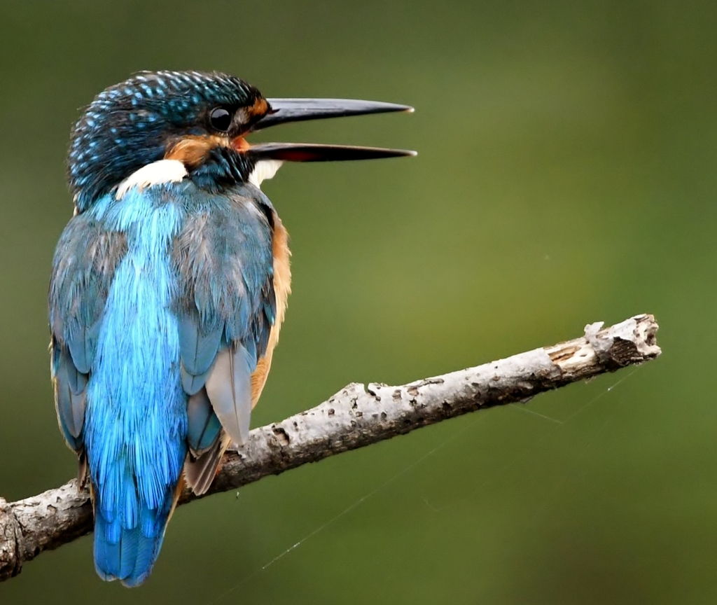 カワセミブルー !(^^)!。