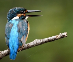 カワセミブルー !(^^)!。