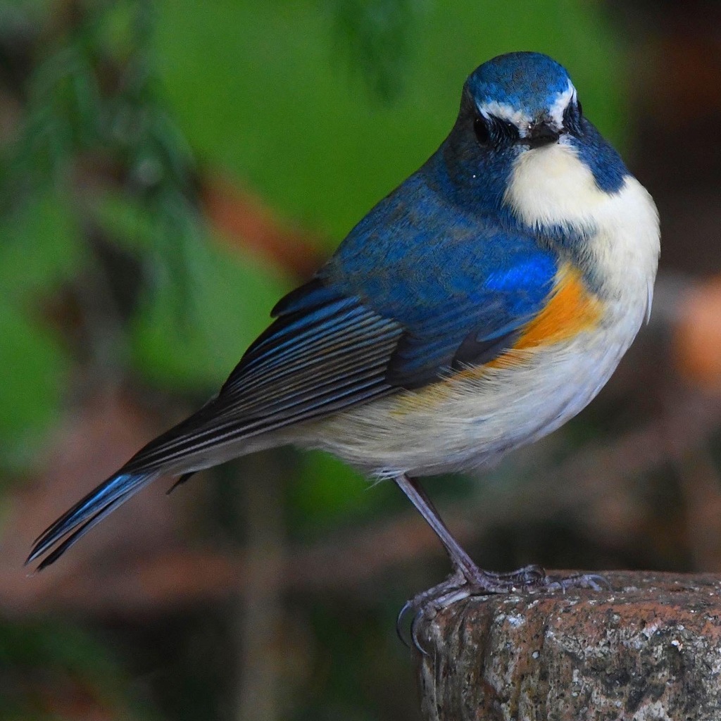 ルリビタキ (^_-)-☆