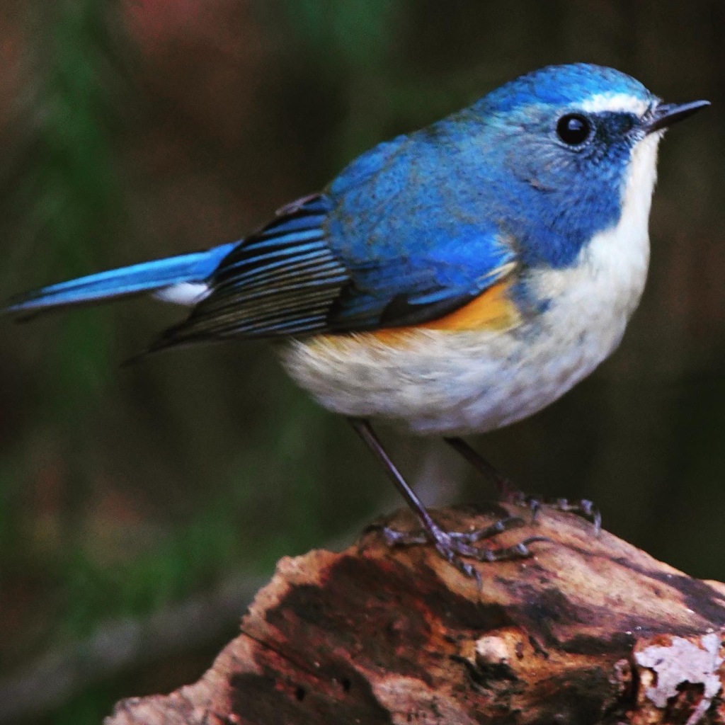 ルリビタキ (^^)/~~~