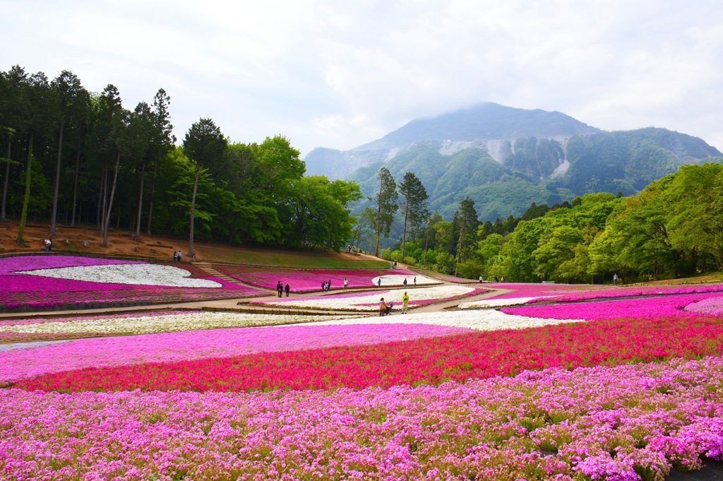 芝桜の丘