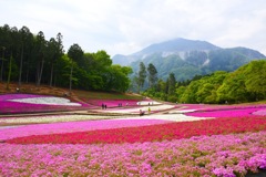 芝桜の丘