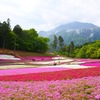 芝桜の丘