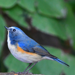 ルリビタキ (^^)/~~~