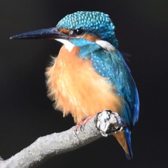 カワセミ (''◇'')ゞ