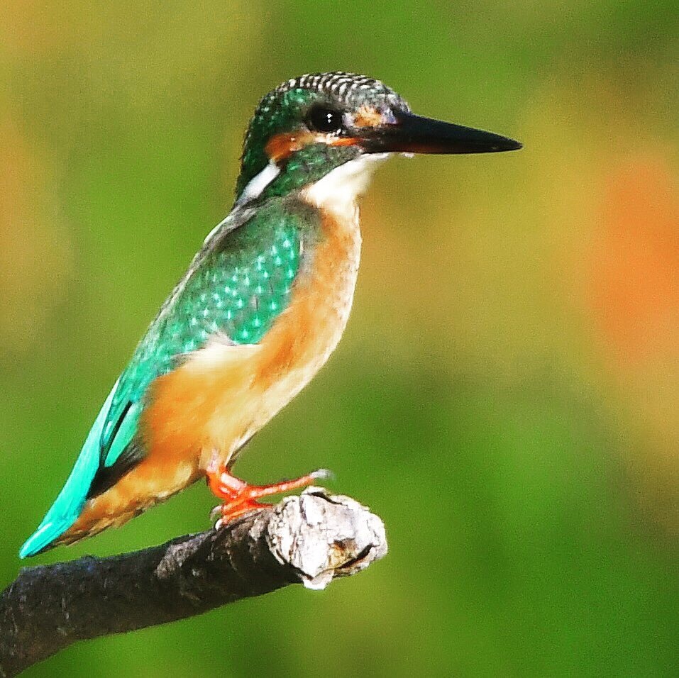 カワセミ (((o(*ﾟ▽ﾟ*)o)))♡