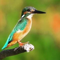 カワセミ (((o(*ﾟ▽ﾟ*)o)))♡