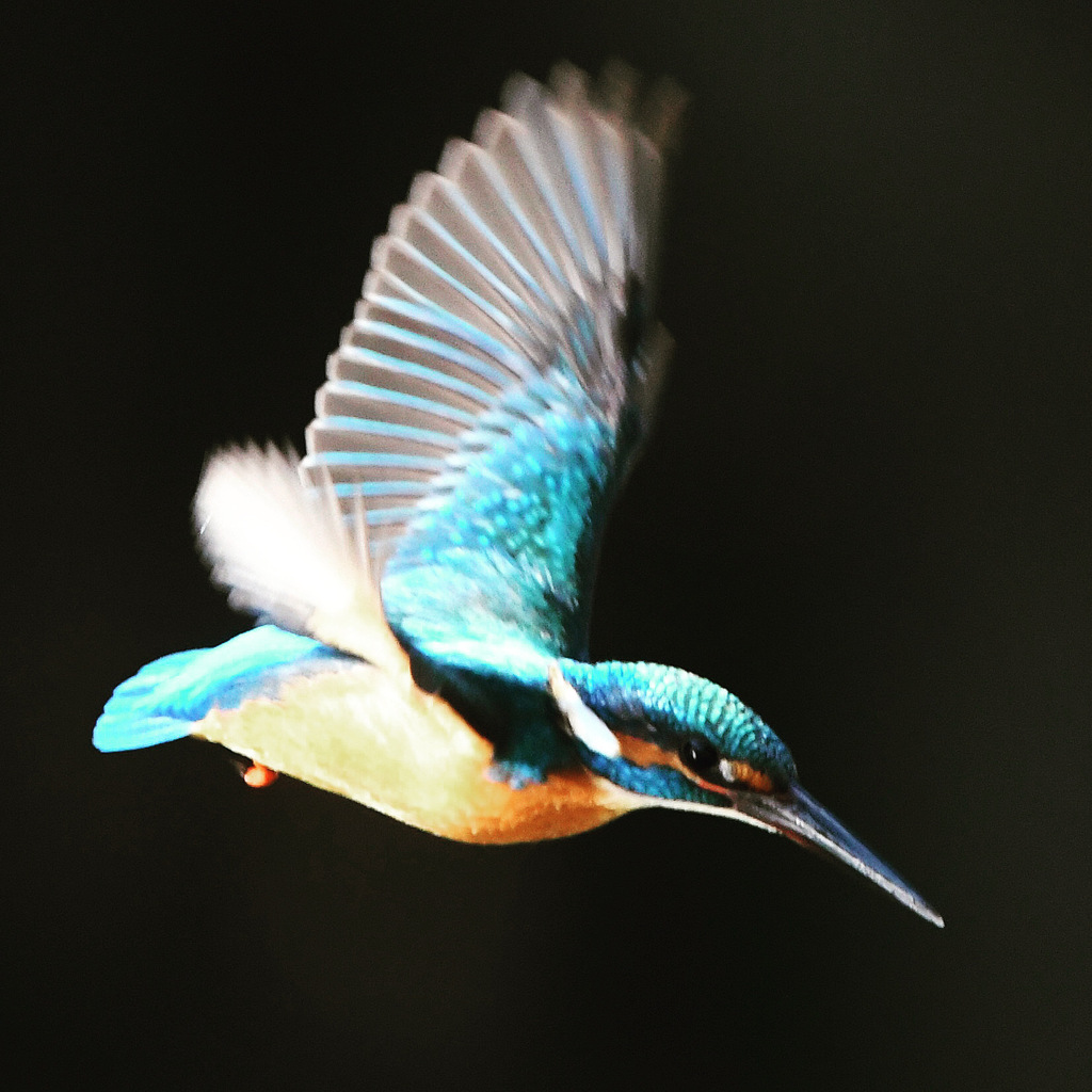 カワセミ (''◇'')ゞ