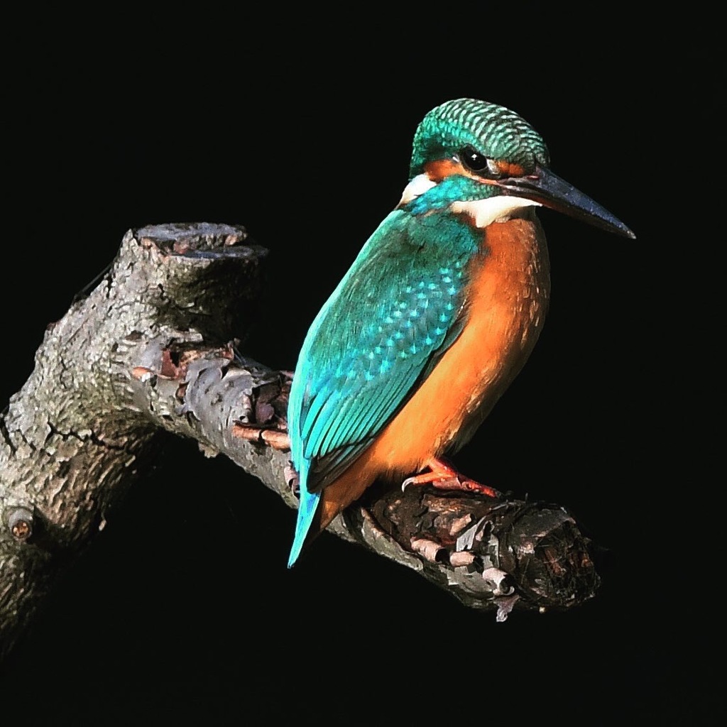 カワセミ ☆(^^)☆