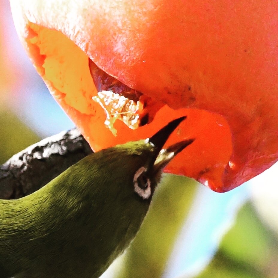 柿食うメジロ (^3^)/